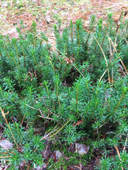 Phyllodoce empetriformis