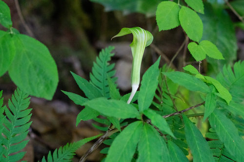 Image of Arisaema angustatum by (c) WATANABE Hitoshi 渡辺仁, some rights reserved (CC BY)