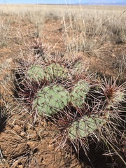 Opuntia tortispina