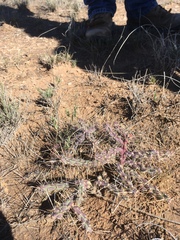 Cylindropuntia davisii