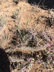 Cylindropuntia davisii