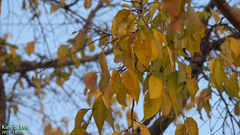 Prunus leveilleana