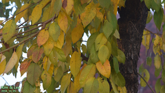 Prunus leveilleana