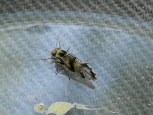 pavoš fŕkaná (Loensia fasciata)