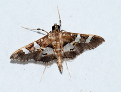 Desmia ufeus