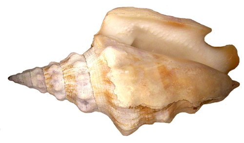 granulated conch