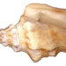 Granulated Conch - Photo (c) Udo Schmidt, some rights reserved (CC BY-SA)