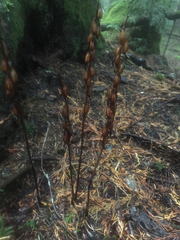 Corallorhiza maculata