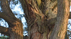 Chamaecyparis pisifera