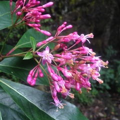 Fuchsia arborescens