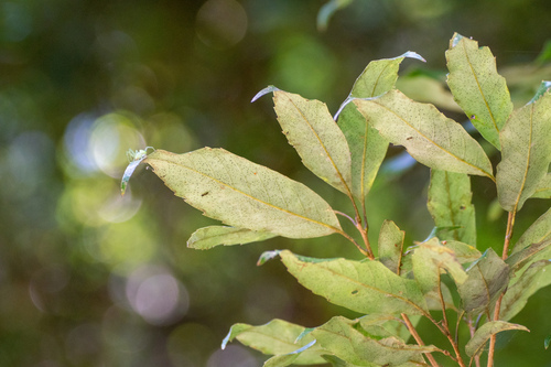 Image of Quercus salicina by (c) WATANABE Hitoshi 渡辺仁, some rights reserved (CC BY)