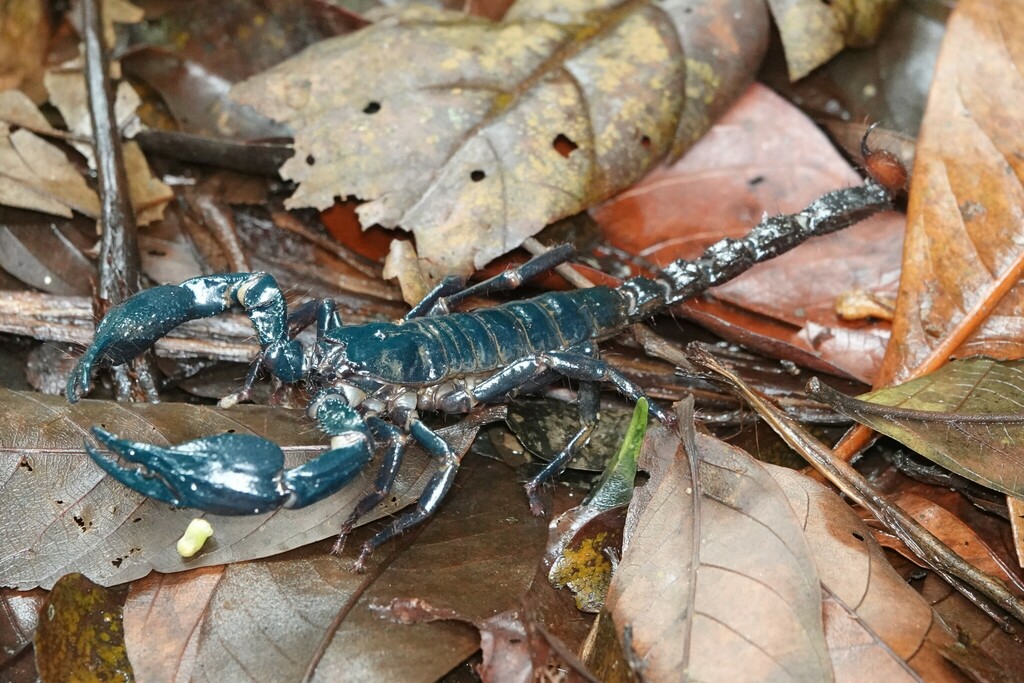 Asian Forest Scorpions From Central Water Catchment Singapore On May At Am By