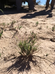 Muhlenbergia arenacea