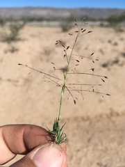 Muhlenbergia arenacea