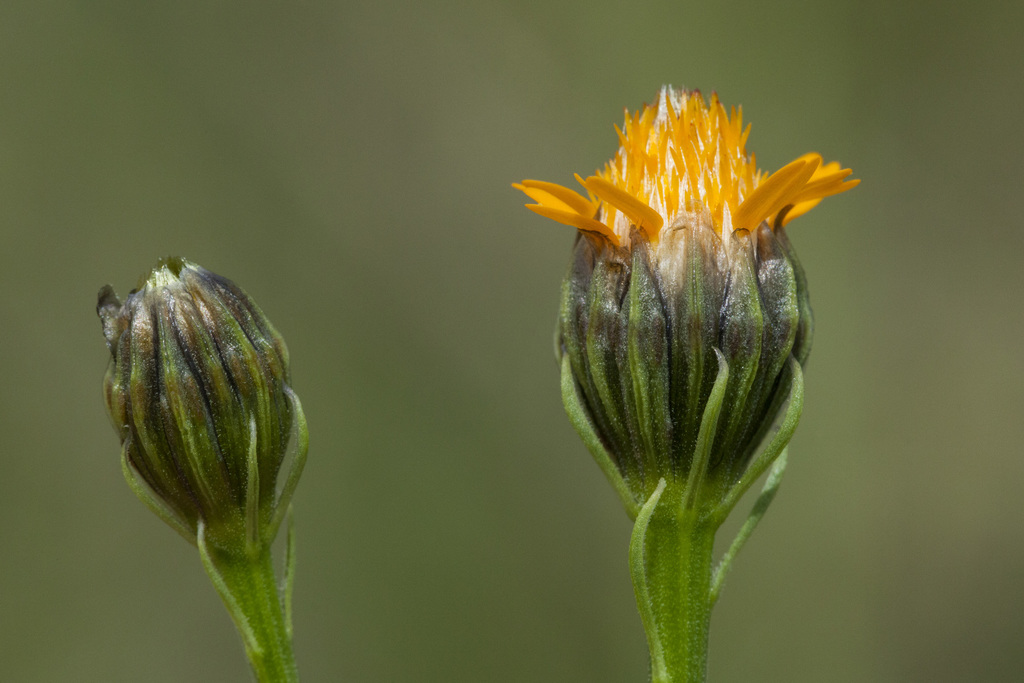 Wright's Dogweed