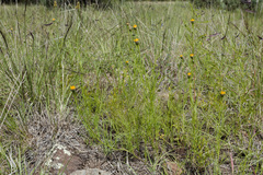 Adenophyllum wrightii