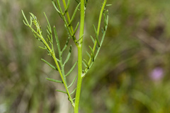 Adenophyllum wrightii
