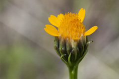 Adenophyllum wrightii