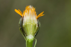 Adenophyllum wrightii