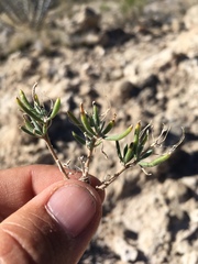 Nerisyrenia hypercorax