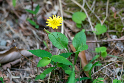 Image of Ixeris stolonifera by (c) WATANABE Hitoshi 渡辺仁, some rights reserved (CC BY)