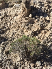 Nerisyrenia hypercorax