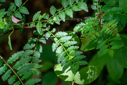 Image of Zanthoxylum piperitum by (c) WATANABE Hitoshi 渡辺仁, some rights reserved (CC BY)