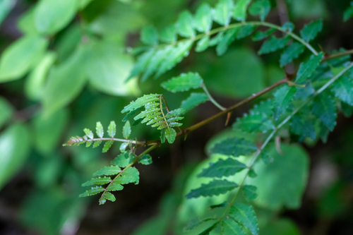Image of Zanthoxylum piperitum by (c) WATANABE Hitoshi 渡辺仁, some rights reserved (CC BY)