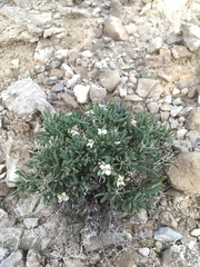 Nerisyrenia hypercorax