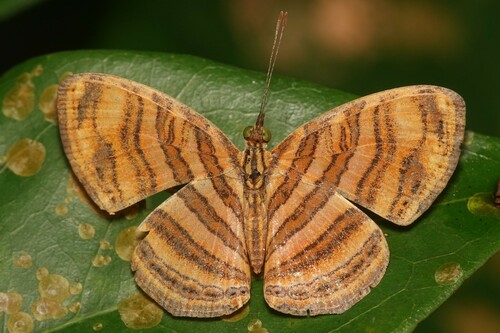 Chersonesia peraka