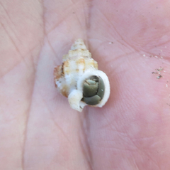 Phrontis nassiformis