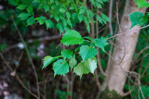 Image of Euptelea polyandra by (c) WATANABE Hitoshi 渡辺仁, some rights reserved (CC BY)