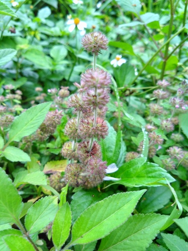 Clinopodium chinense iNat (2)