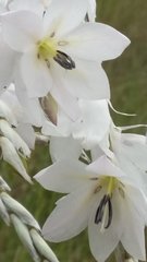 Dierama argyreum
