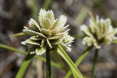 Cyperus seslerioides
