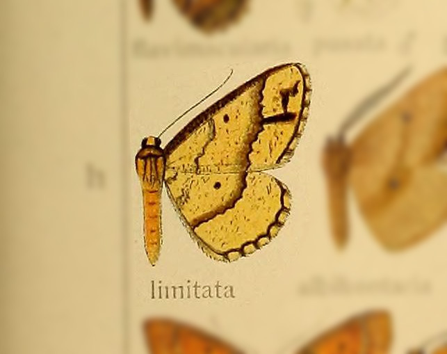 Synegia limitata