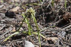 Cyperus seslerioides