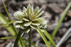 Cyperus seslerioides