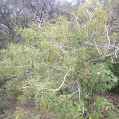 Tecoma stans velutina