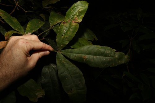 Image of Acronychia pubescens by (c) Greg Tasney, some rights reserved (CC BY-SA)