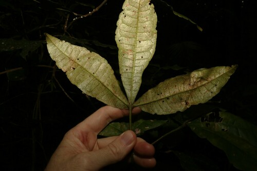 Image of Acronychia pubescens by (c) Greg Tasney, some rights reserved (CC BY-SA)