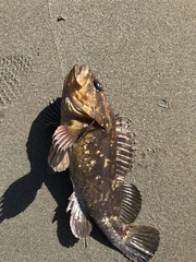 Sebastes rastrelliger