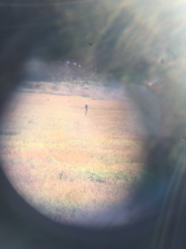 iNaturalist observation photo of Osprey