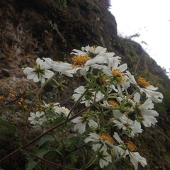 Montanoa grandiflora