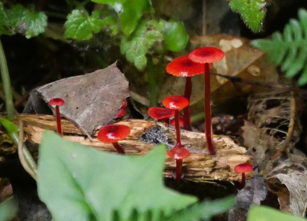 Ruby Bonnot ruby bonnet from Karori, Wellington, New Zealand on April 23, 2023 at ...