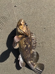 Sebastes rastrelliger