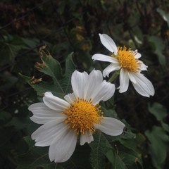 Montanoa grandiflora