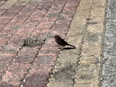 Carpodacus formosanus