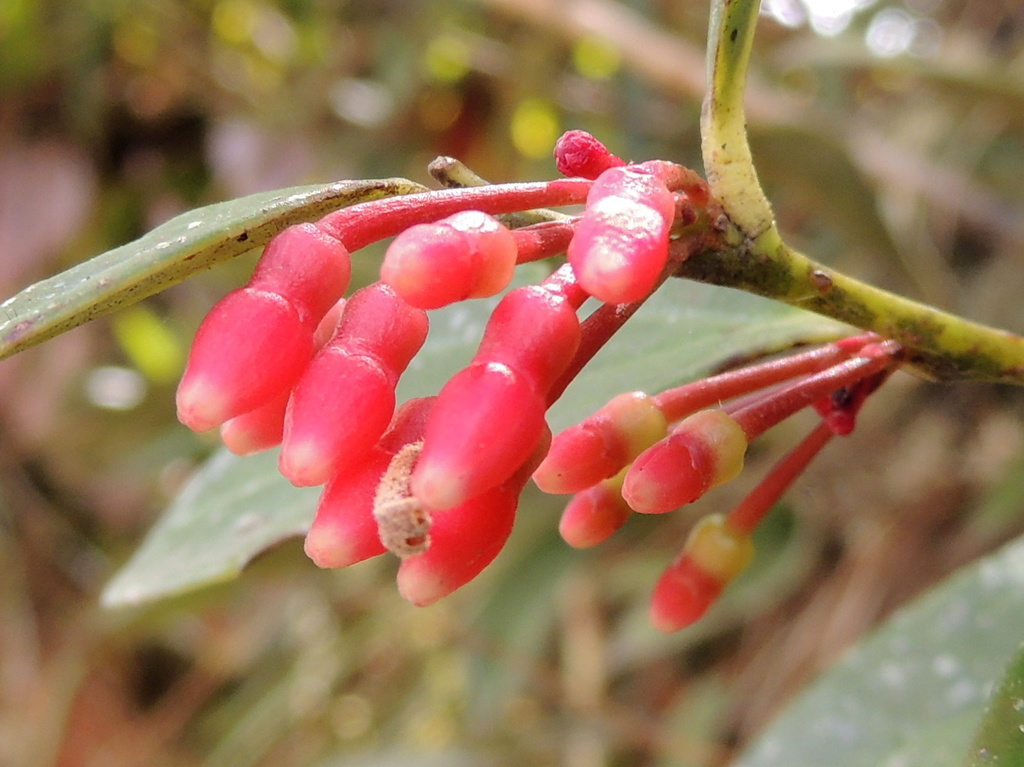 Orthaea