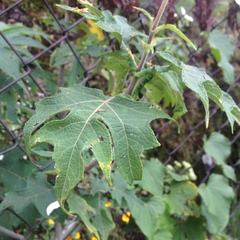 Montanoa grandiflora